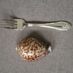 Spotted Seashell Decor Tiger Cowrie Cypraea Tigris Leopard Pattern Seashell